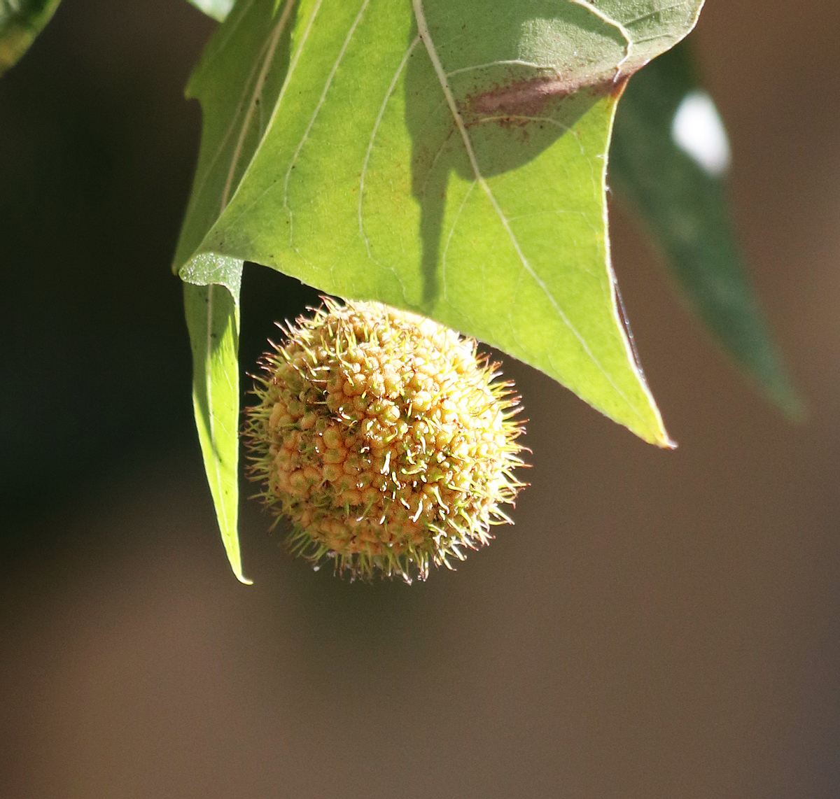 Изображение особи Platanus &times; acerifolia.