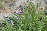 Astragalus skorniakowii