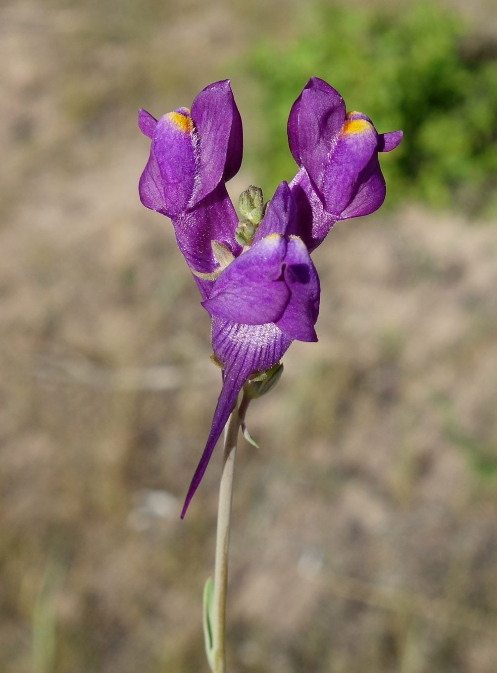 Image of Linaria transiliensis specimen.