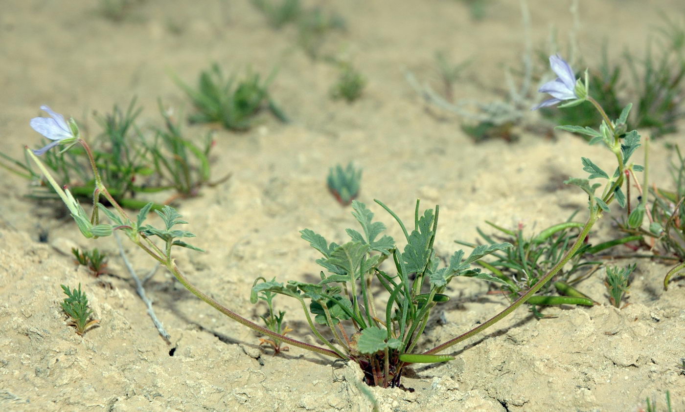 Image of Erodium oxyrhynchum specimen.