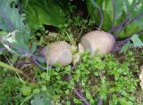 Brassica oleracea разновидность gongylodes. Растение с растрескавшимся стеблем в фазе товарной спелости. Тверская обл., Весьегонский р-н, с. Чистая Дуброва, в культуре. 20 августа 2019 г.