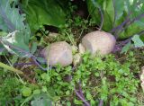 Brassica oleracea var. gongylodes