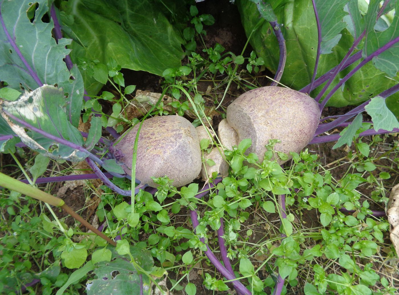 Изображение особи Brassica oleracea var. gongylodes.