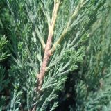 Juniperus scopulorum