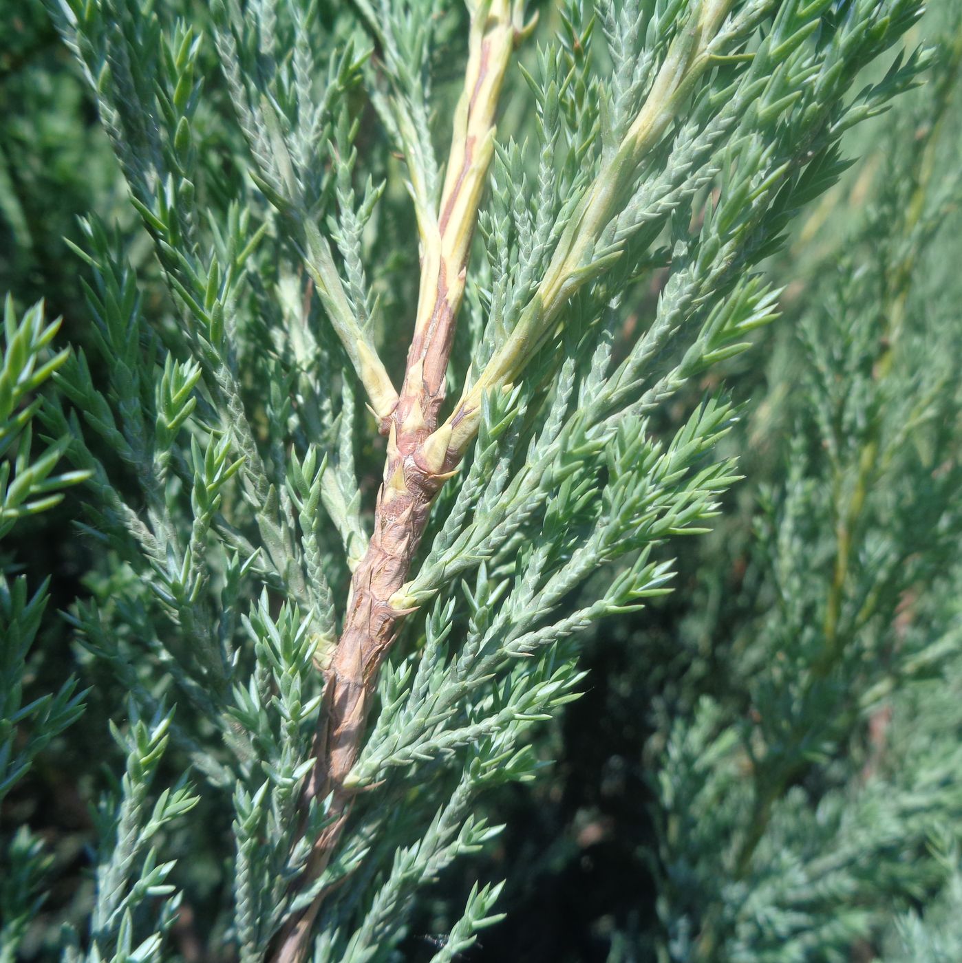 Изображение особи Juniperus scopulorum.