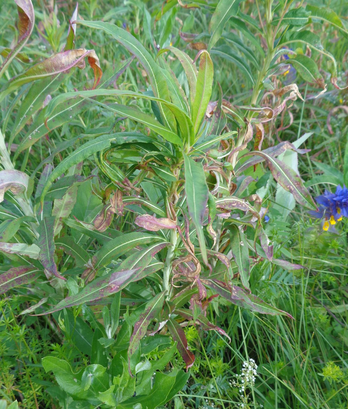 Image of Chamaenerion angustifolium specimen.