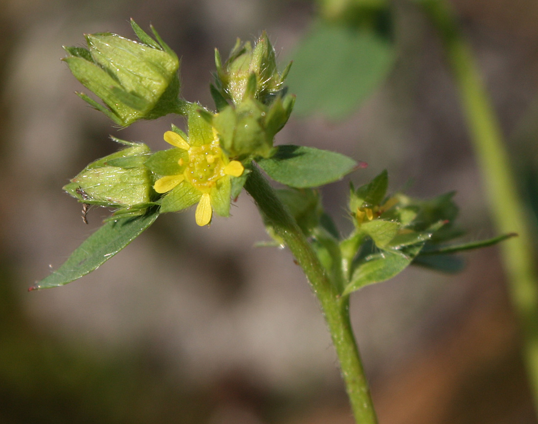 Image of Sibbaldia procumbens specimen.