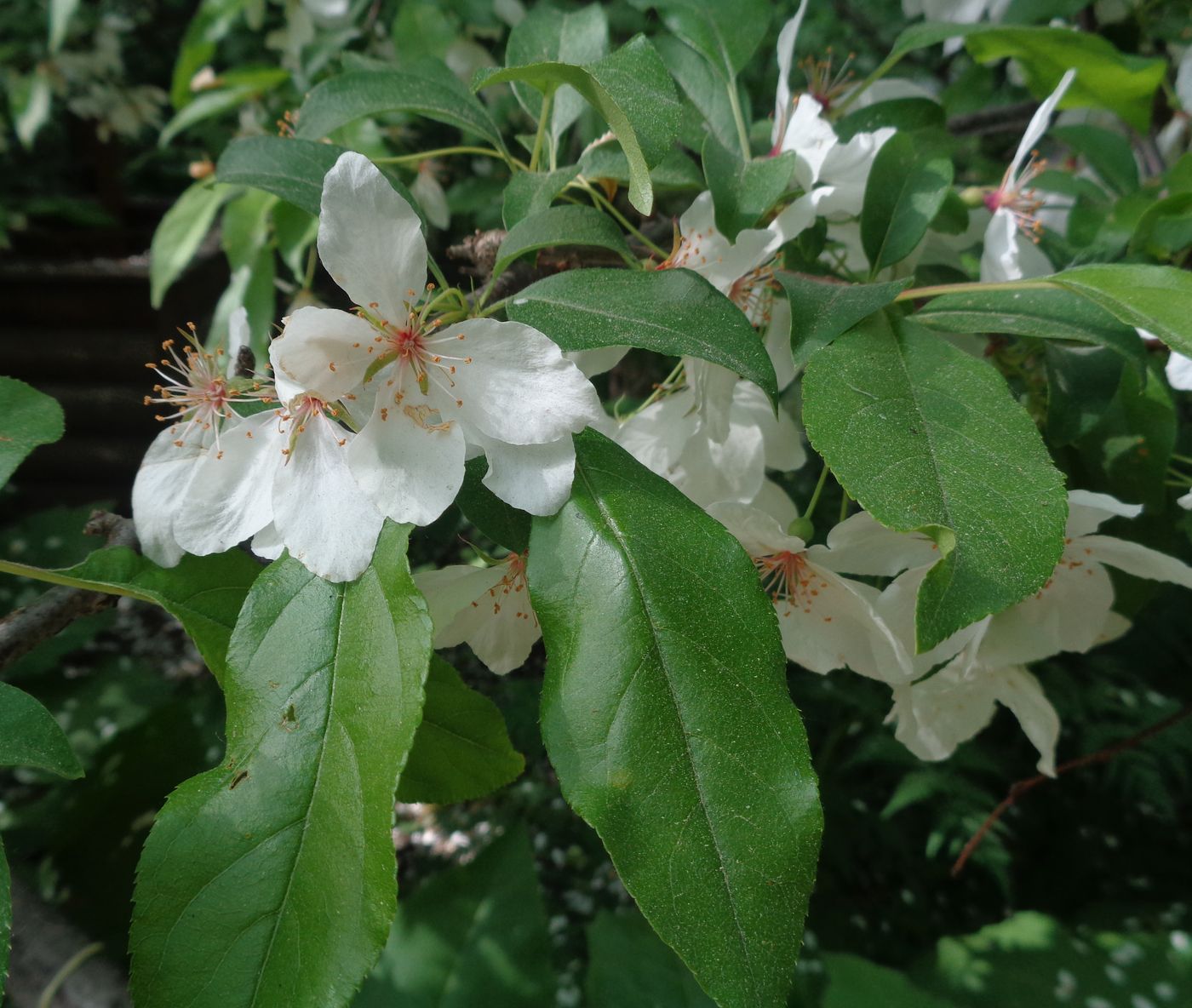 Изображение особи Malus baccata.