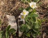 Fragaria campestris