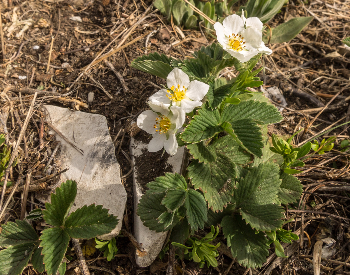 Image of Fragaria campestris specimen.