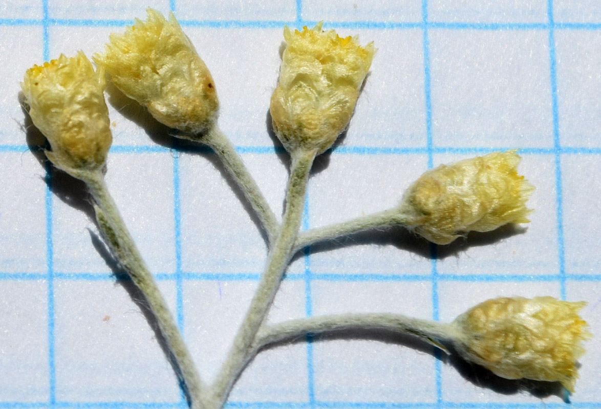 Image of familia Asteraceae specimen.