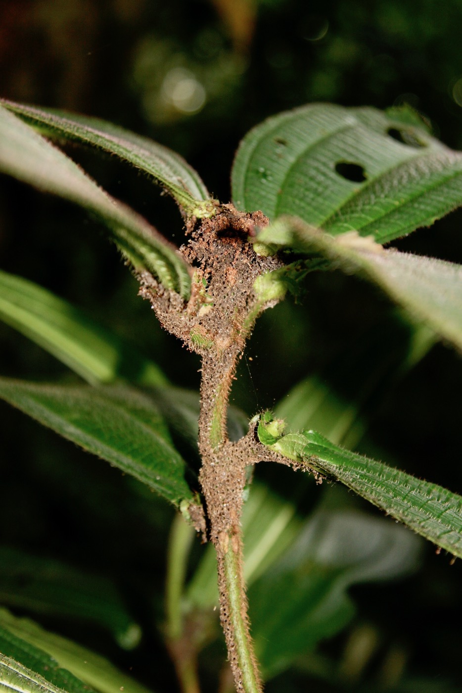 Image of Miconia tococapitata specimen.