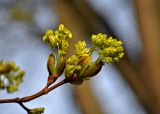 Acer platanoides