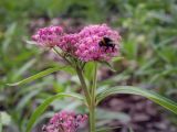 Asclepias incarnata