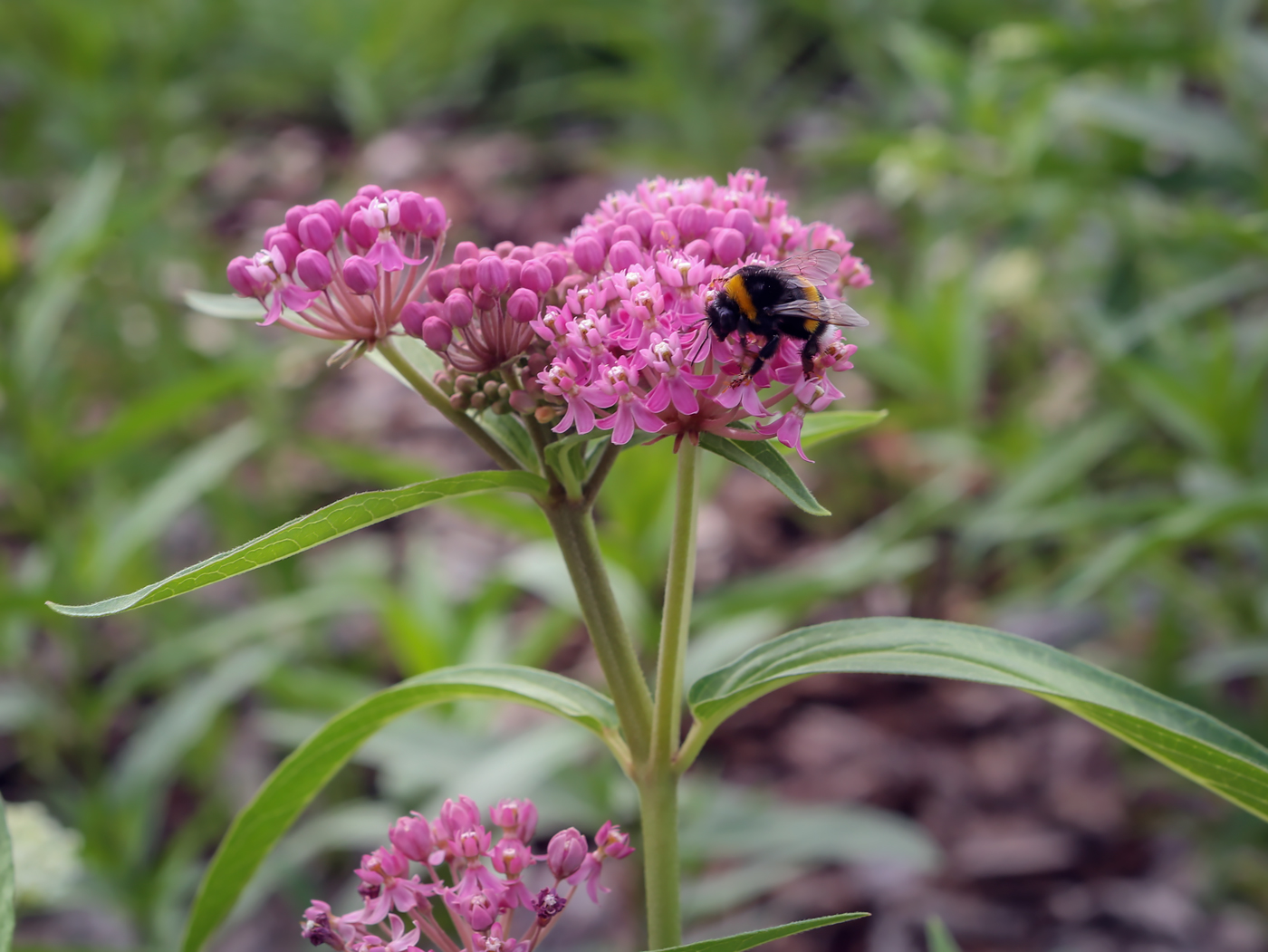 Изображение особи Asclepias incarnata.