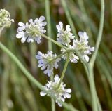 Oenanthe silaifolia