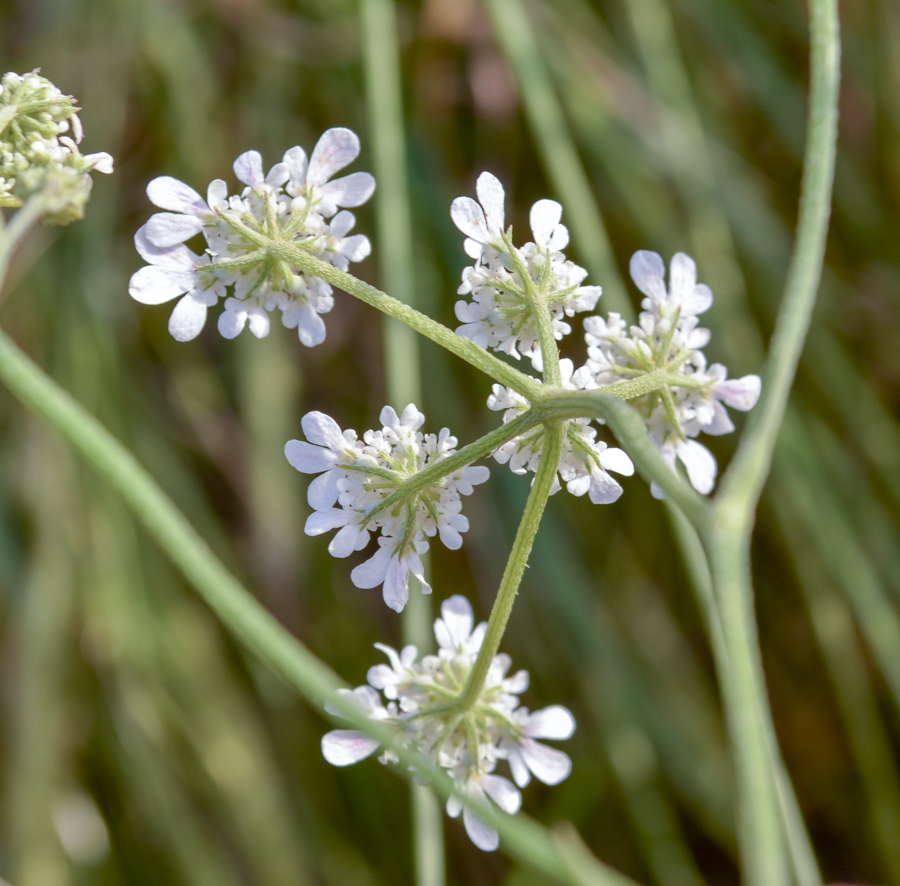 Image of Oenanthe silaifolia specimen.