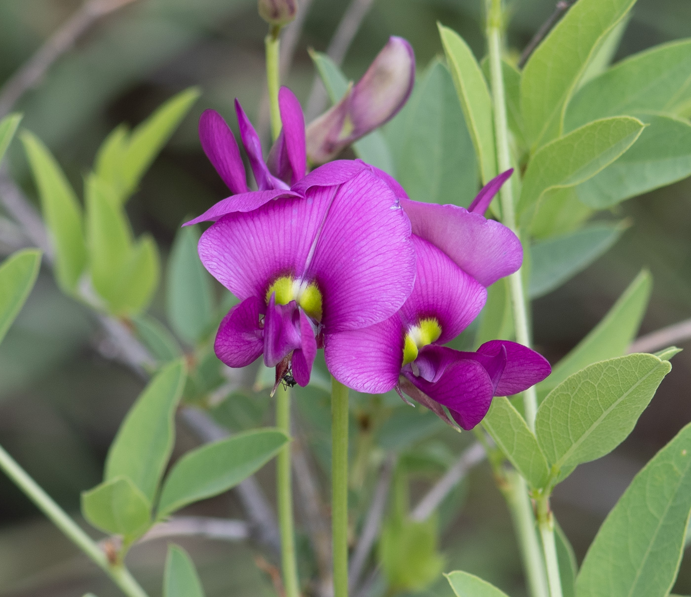 Изображение особи Otoptera burchellii.