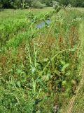 Sonchus oleraceus. Цветущее и плодоносящее растение. Нидерланды, провинция Дренте, Paterswolde, насыпь вдоль берега озера. 2 июля 2007 г.