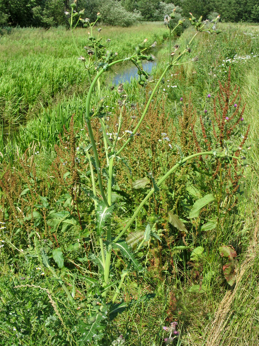 Изображение особи Sonchus oleraceus.