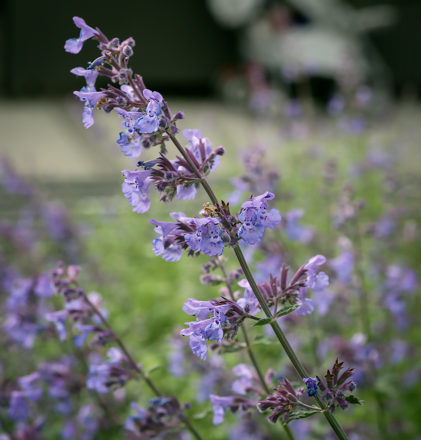 Изображение особи Nepeta &times; faassenii.