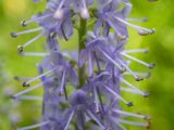 Veronica longifolia