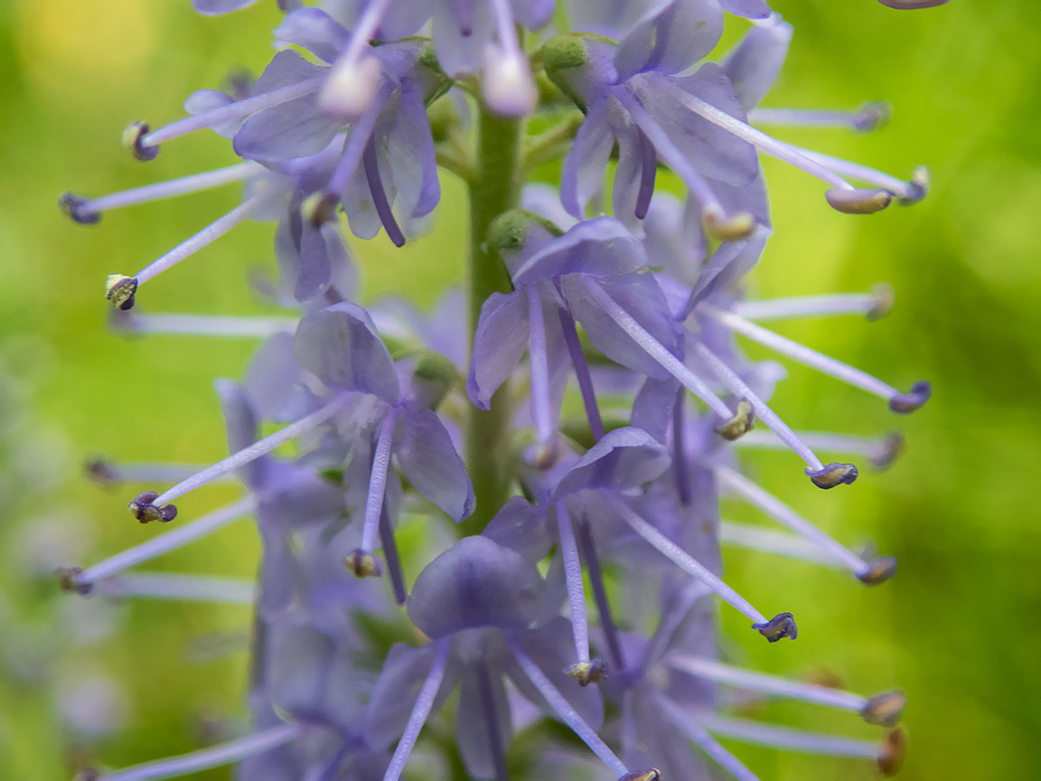 Image of Veronica longifolia specimen.