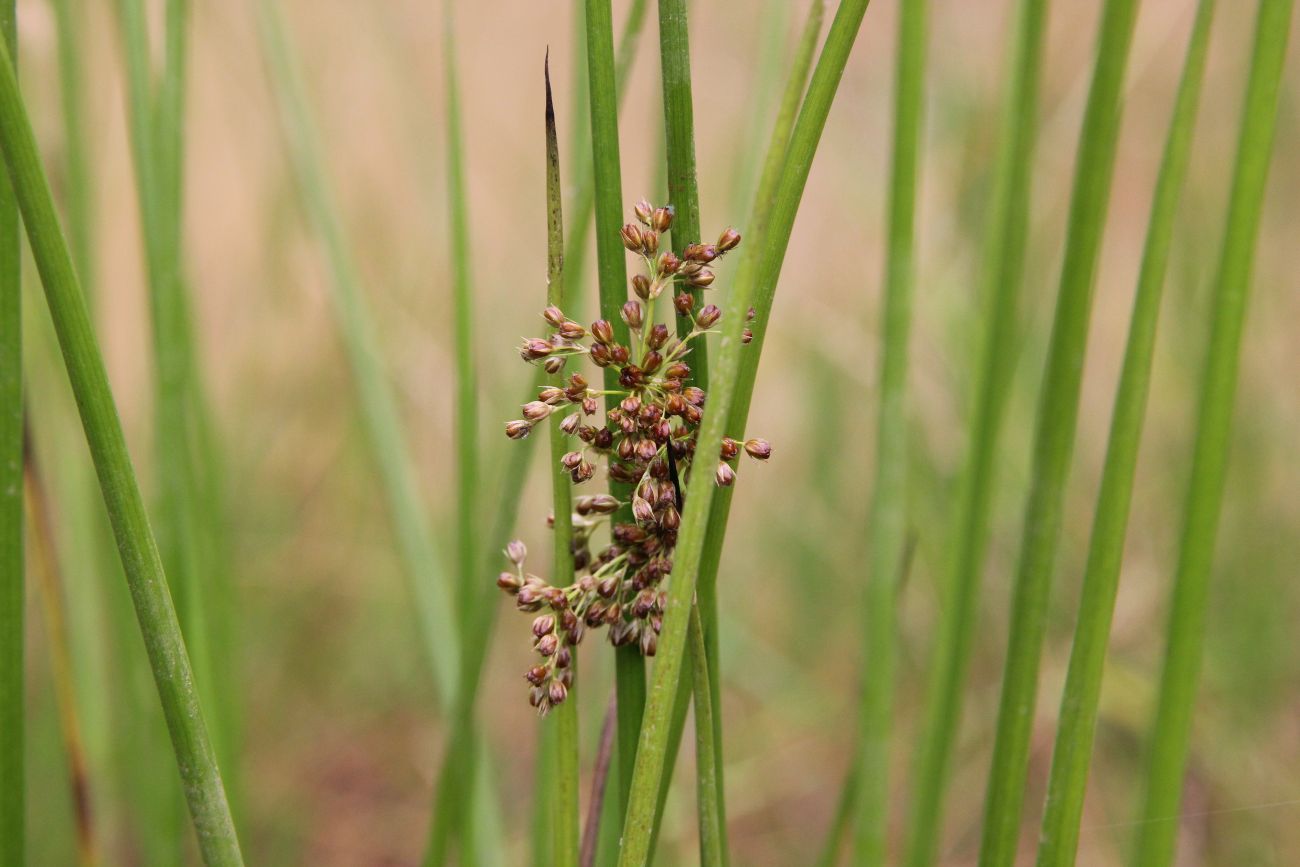 Изображение особи Juncus effusus.