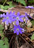 Hepatica nobilis. Цветущие растения в хвойно-широколиственном лесу. Новгородская обл., Окуловский р-н, бывшая усадьба \"Матвейково\". 28.04.2007.