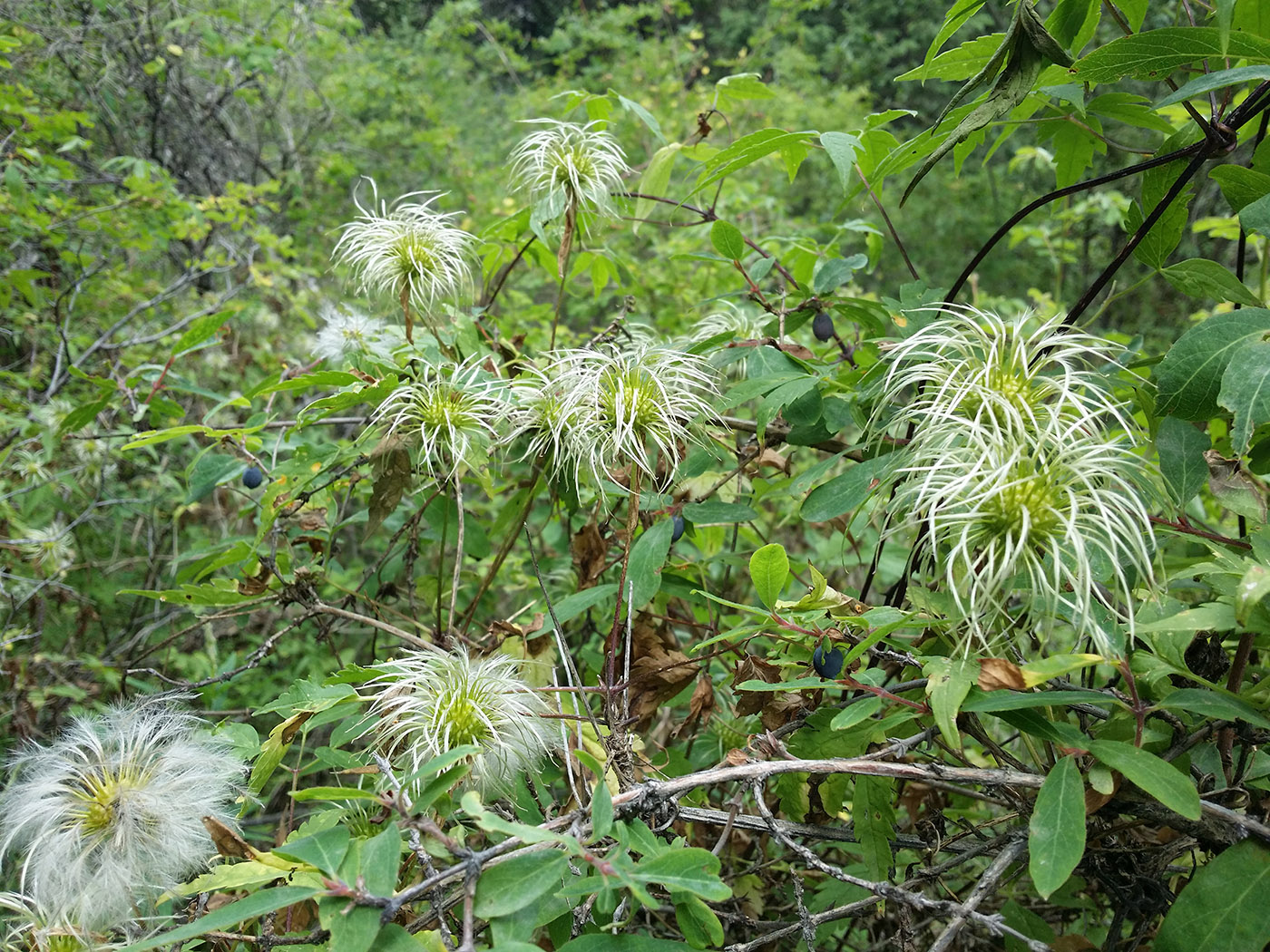 Изображение особи Atragene sibirica.