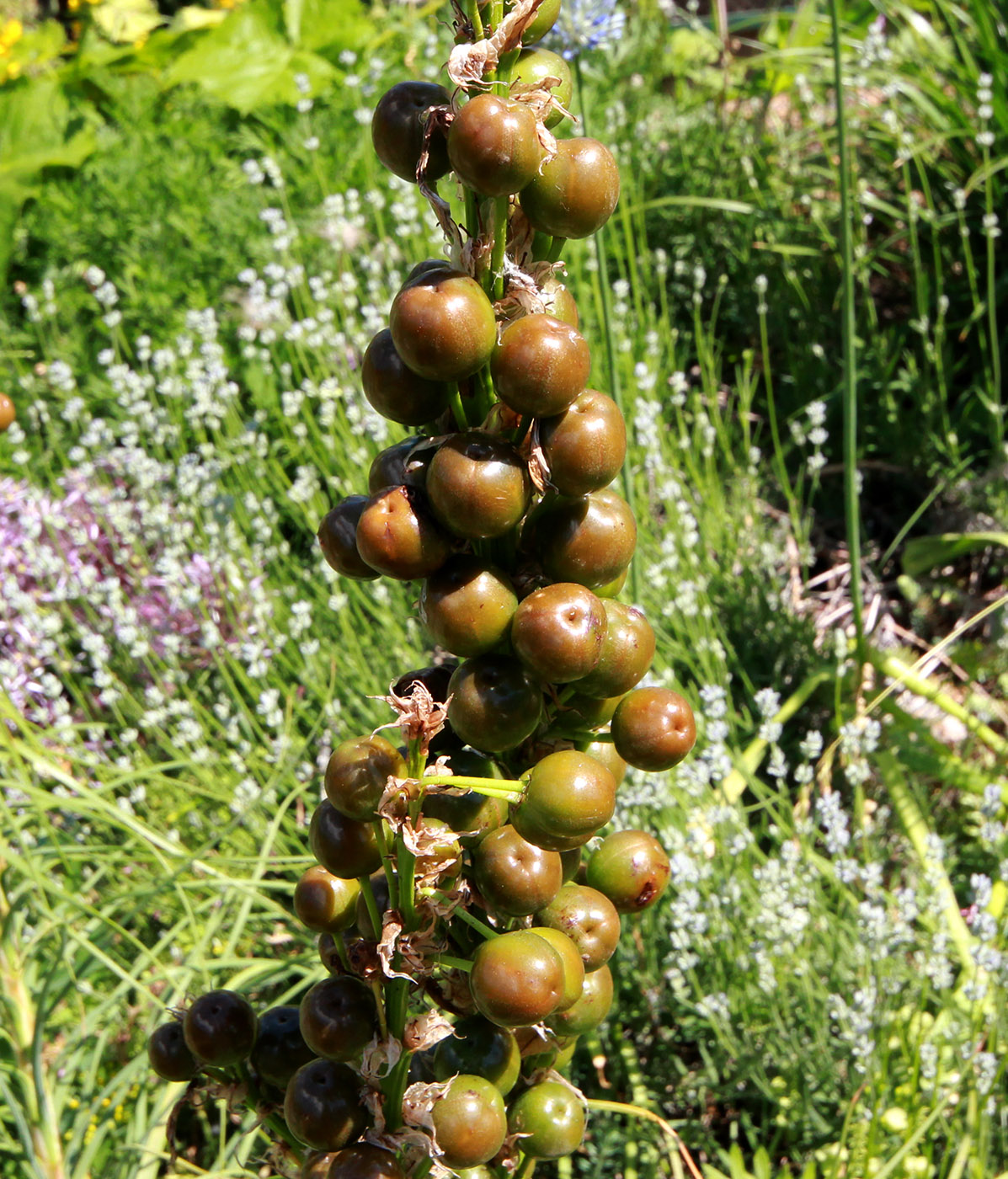 Image of Asphodeline lutea specimen.