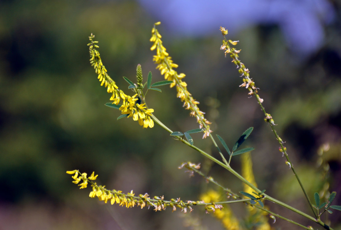 Image of Melilotus officinalis specimen.