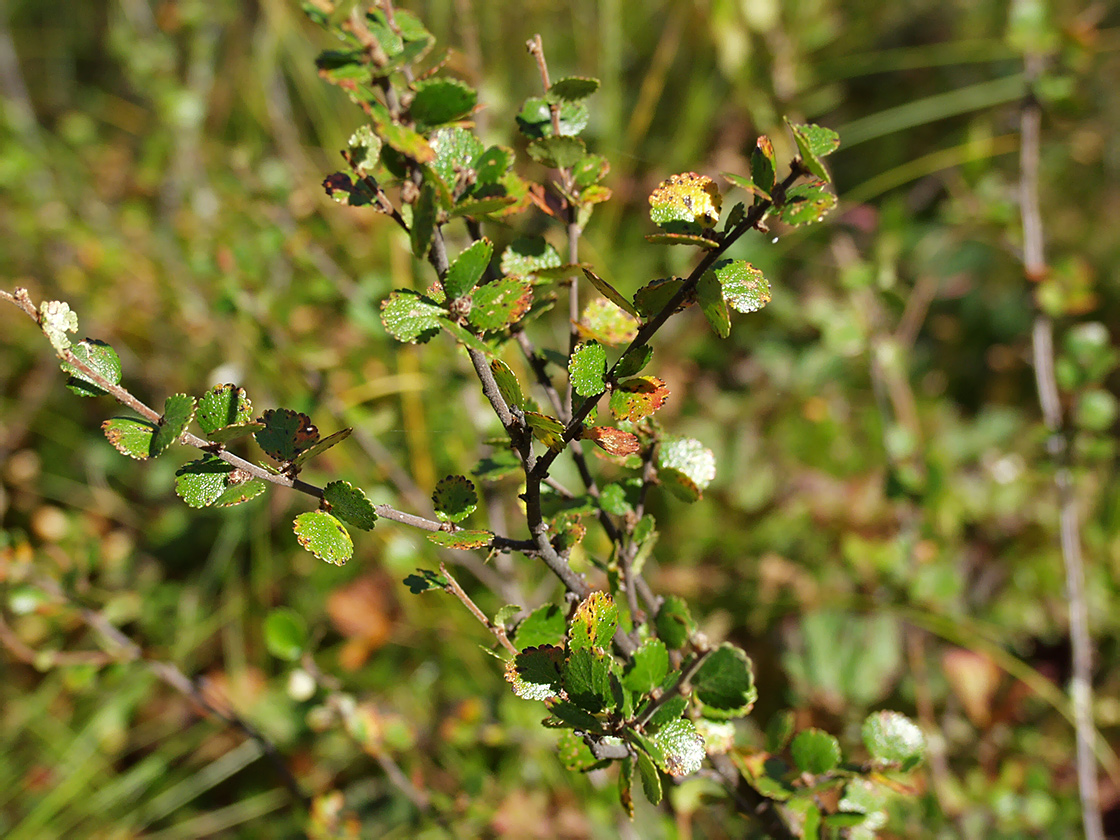 Image of Betula nana specimen.