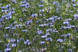 Centaurea cyanus
