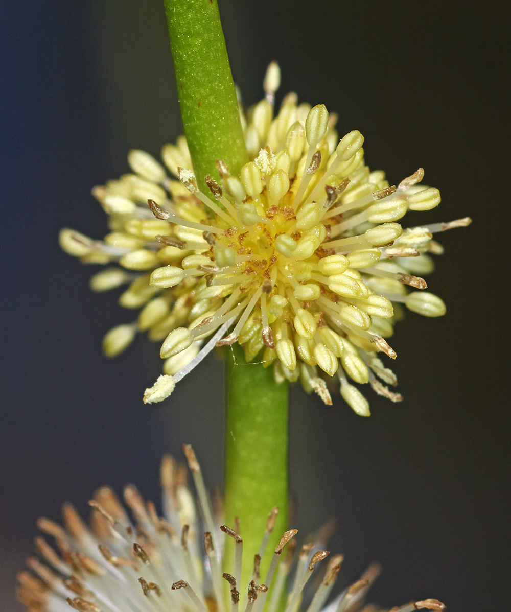 Изображение особи Sparganium japonicum.