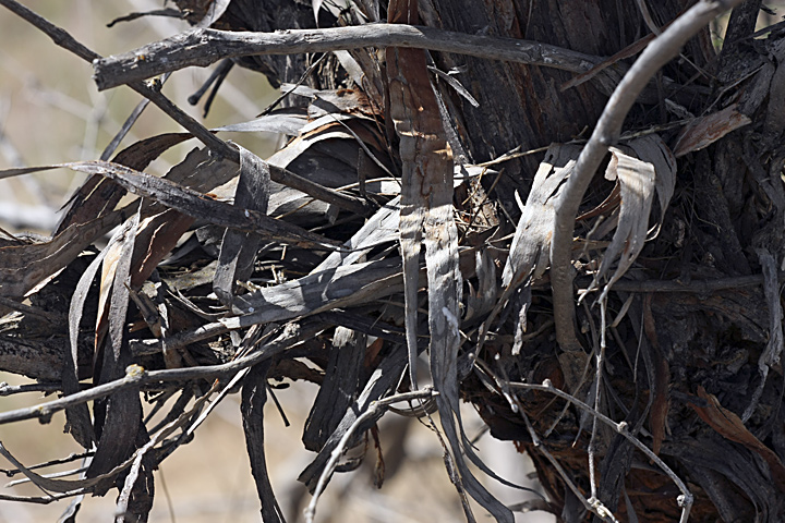 Image of genus Calligonum specimen.
