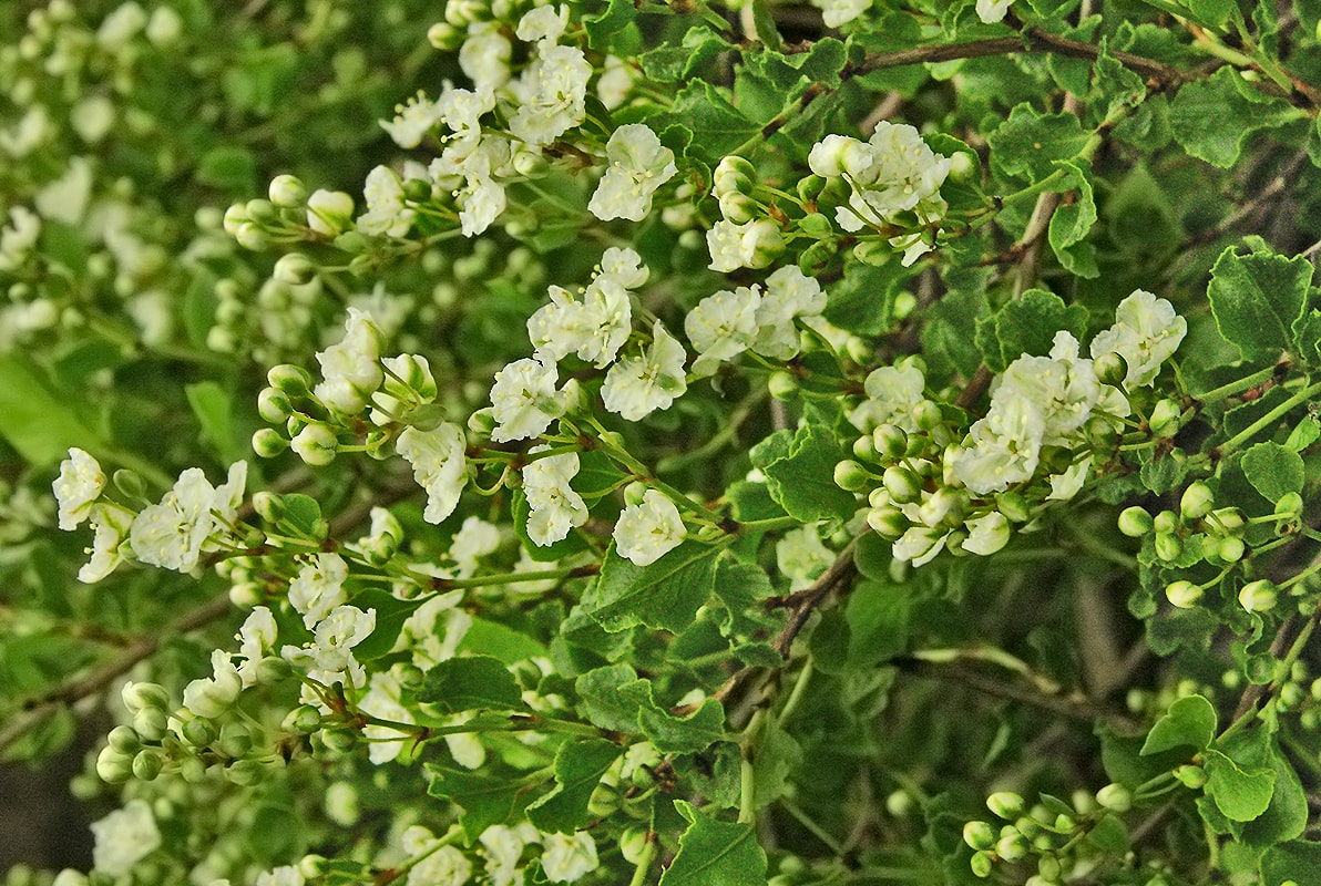 Image of Atraphaxis caucasica specimen.