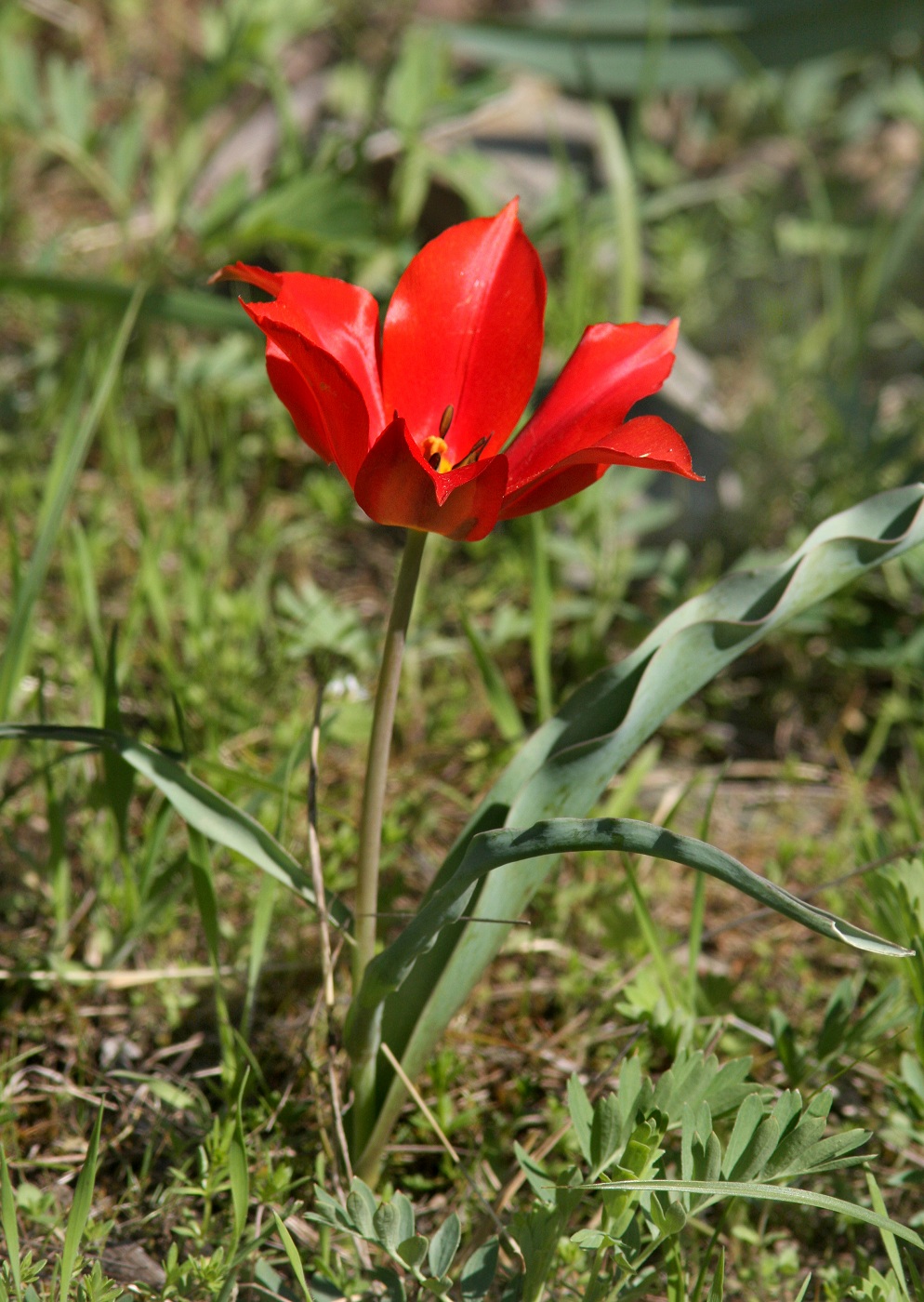 Изображение особи Tulipa ostrowskiana.