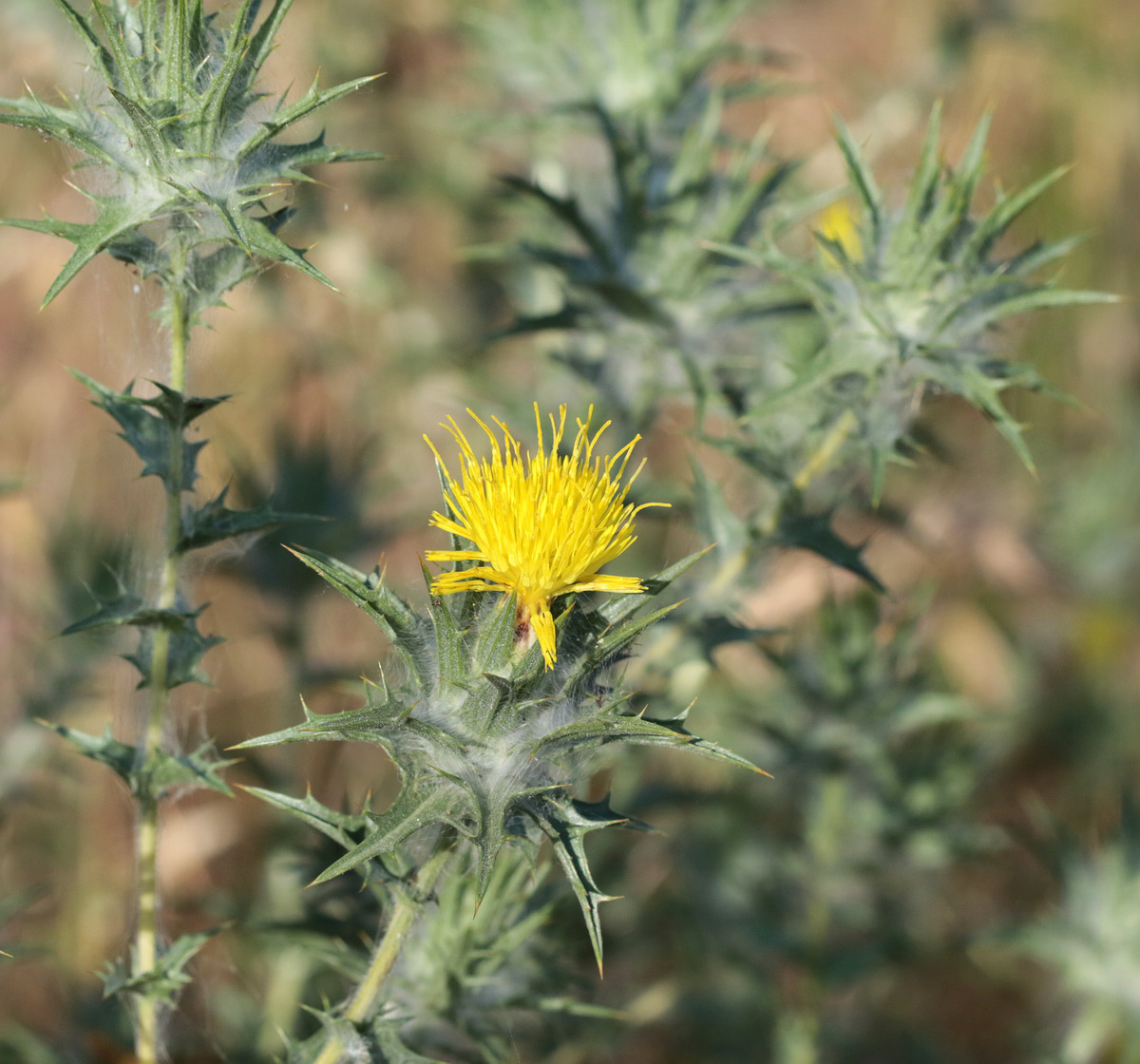 Изображение особи Carthamus lanatus.