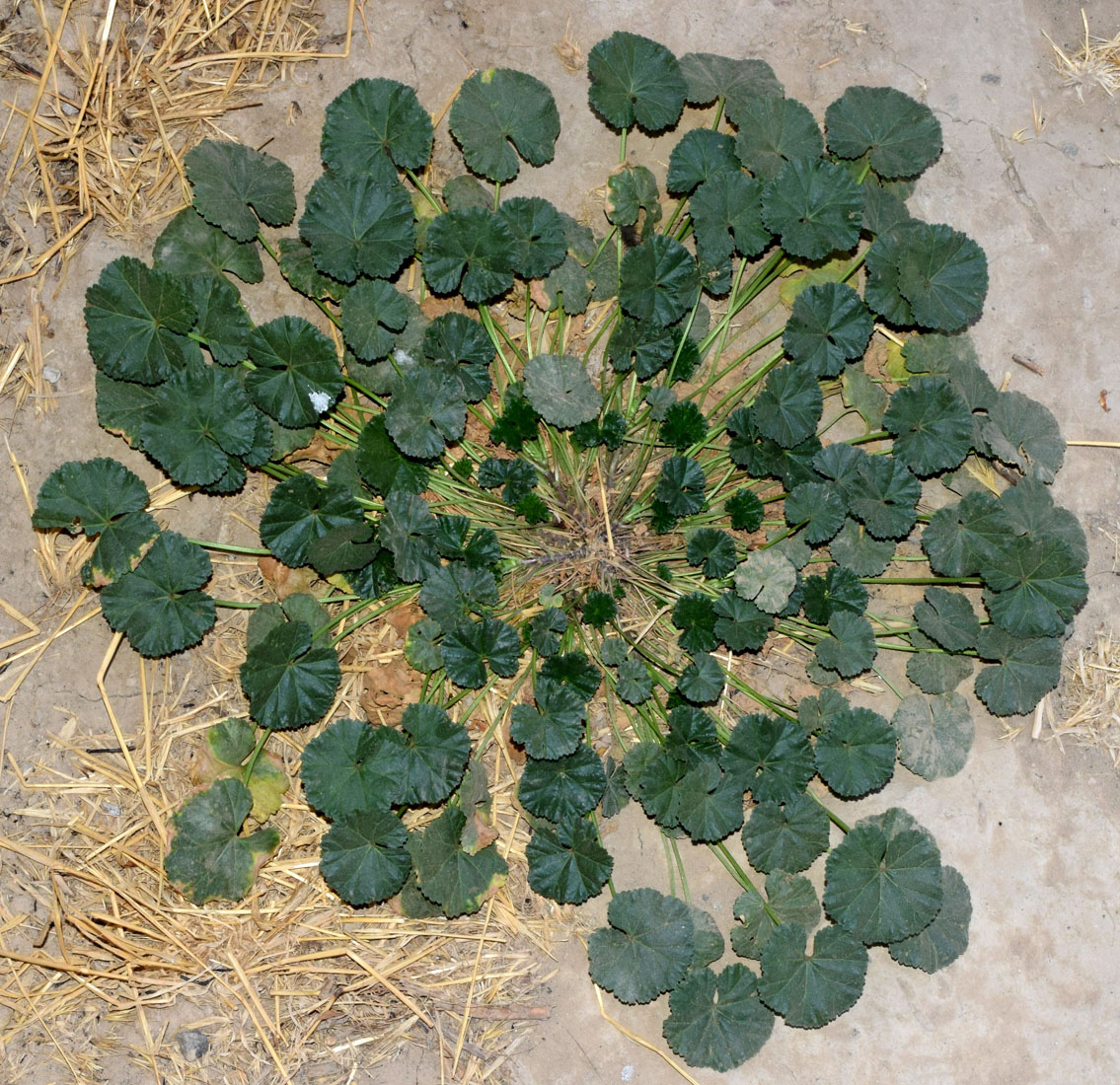 Image of Malva neglecta specimen.