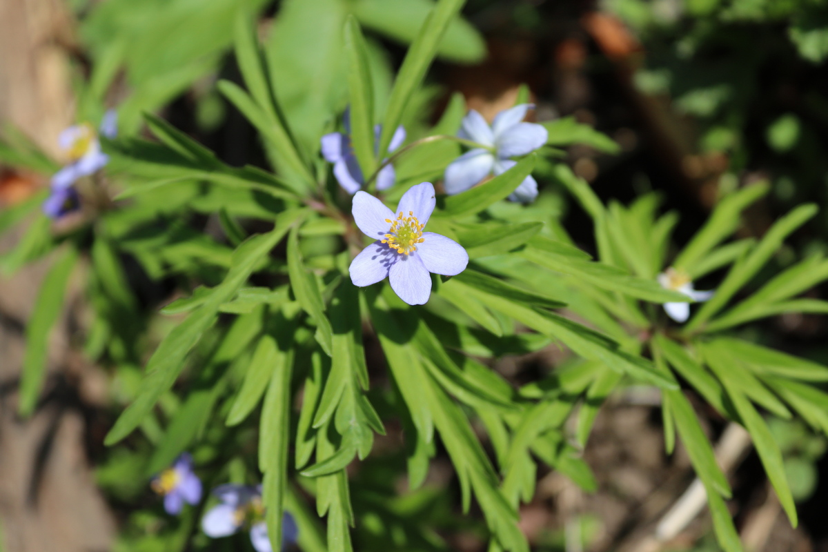 Изображение особи Anemone caerulea.