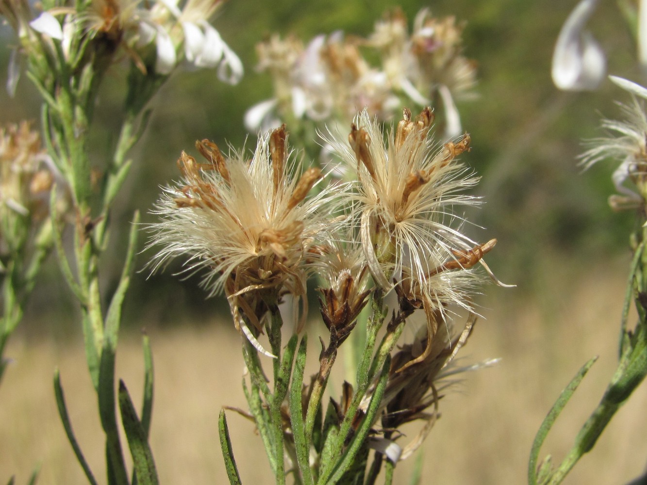 Изображение особи Galatella dracunculoides.