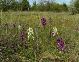 Anacamptis subspecies caucasica