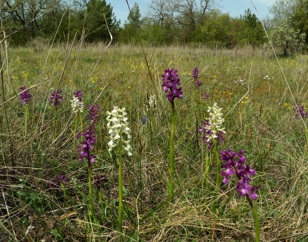 Изображение особи Anacamptis morio ssp. caucasica.