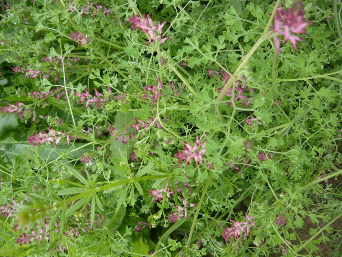 Image of Fumaria officinalis specimen.