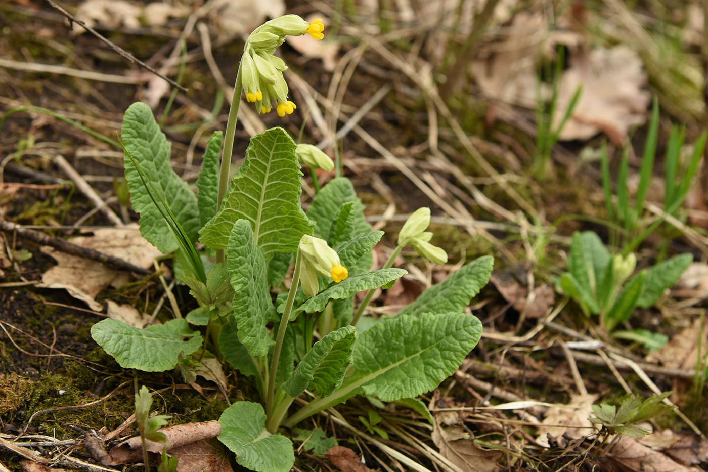 Image of Primula veris specimen.