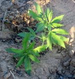 Cannabis sativa разновидность spontanea. Вегетирующие растения. Казахстан, Туркестанская обл., Сузакский р-н, Западная Бетпак-Дала, окр. пос. Кыземшек (бывш. Степной), равнинная полынно-боялычная пустыня, на песчаном субстрате. 22 мая 2021 г.