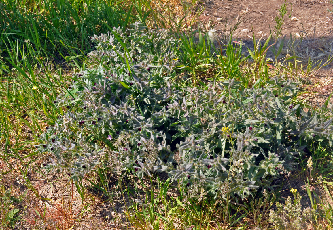 Image of Nonea rossica specimen.