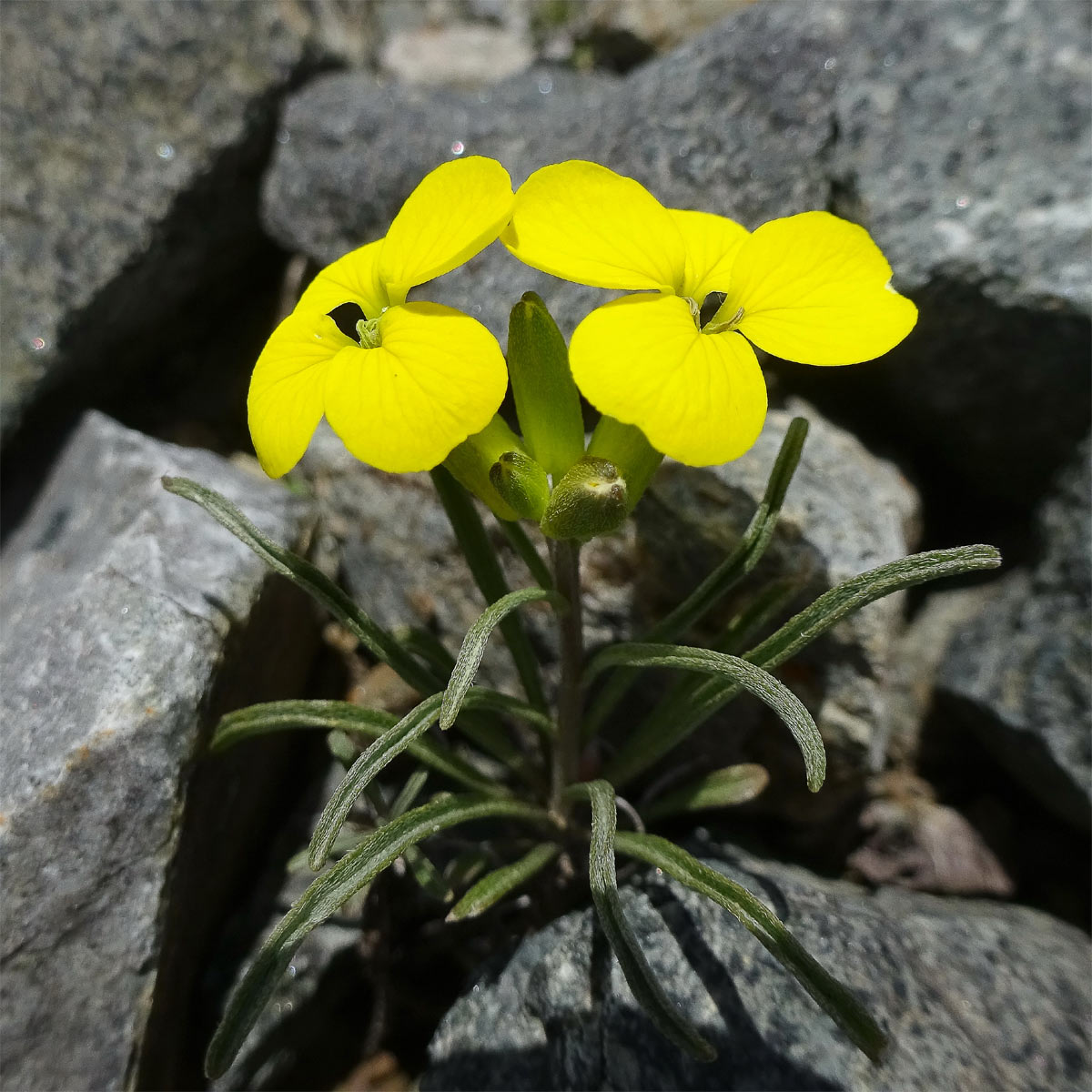 Image of Erysimum meyerianum specimen.