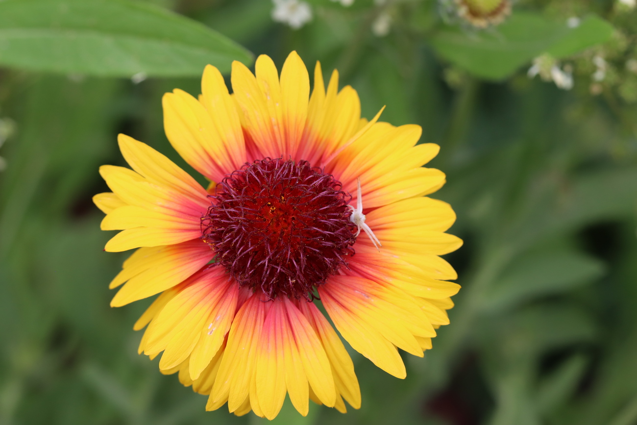 Image of Gaillardia aristata specimen.